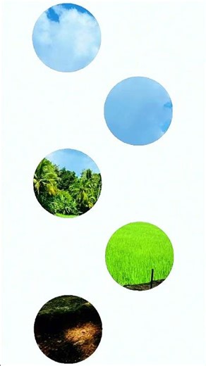 Coconut Tree Villa Vibes #travel #photography #vacation #villa #cinematic #nature