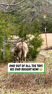 47K views · 736 reactions | This toy is its all time favorite  | Fluffy Animals | Facebook