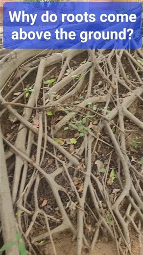 Why do roots come above the ground? #TreeRoots #ExposedRoots #NatureLearning #Botany #planmystudy