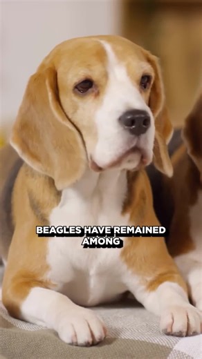 42 reactions |  Meet the little hound with the big nose! Beagles are curious, loyal, and full of energy — always ready for an adventure (or a snack).  Find out what makes this breed one of America’s favorites! ✨  Watch now + learn more here: https://topdogtips.com/beagle-breed/ #BeagleLife #BeagleLovers #DogBreedFacts #CuteDogs #DogMomLife #TopDogTips #beaglesofinstagram | Top Dog Tips | Facebook