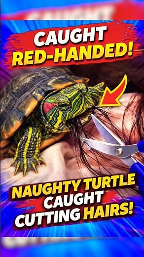 Too Cute to Miss! Naughty Turtle Caught Red-handed. #tortoise #ytshorts #trending