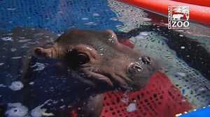 Good morning! Remember: Playtime is key! Check out this baby hippo making the most of her new ramp at the Cincinnati Zoo. (Courtesy: Cincinnati Zoo & Botanical Garden ) MORE: http://7ny.tv/2nQb5Yj | ABC7NY