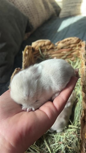 Little Holland Lop Bunnies: Adorable Baby Encounters