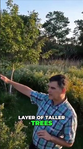 Transforming Wildflower Meadows: A Journey to Forest Ecosystems