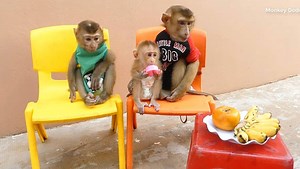 34K views · 2.2K reactions | Wow Adorable Three Monkey Sit On Chair Calmly Waiting Fruit | Monkey Dodo | Facebook