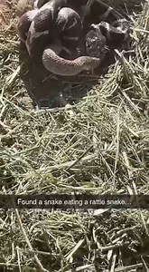 Animals HD on Reels | Facebook