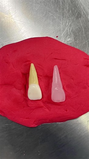 my #oralanatomy carvings 🦷 had sooo funnn doing theseeee #dentistry #toothcarving #fyp #dental