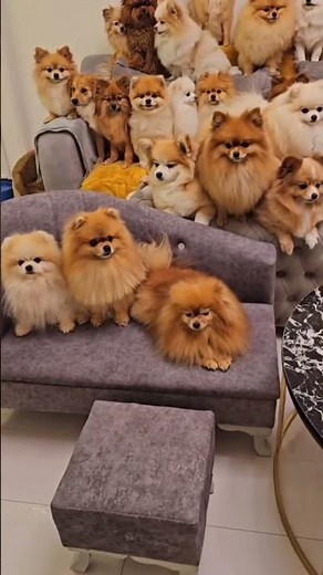 🐶 Cutest Fluffy Puppies Compilation Ever | Adorable Puppy Moments To Melt Your Heart