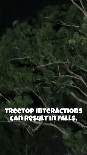 2 bats 2 koalas #koala #wildlife #australia