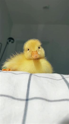 Cute sleepy ducky 🥺🥺 #ducklings #babyduck #cuteanimals #cute #fyp