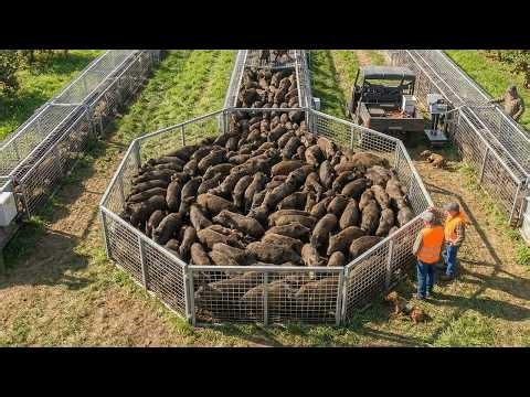 How Texas Farmers Capture Massive Number of Wild Boars with Biggest Trap Set | Wild Boar Hunting