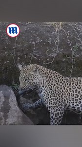 This incredible leopard is fishing for his dinner! 🐆 | Daily Mail Video