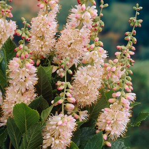 Clethra Pink Spire, Fragrant Flowering Shrub, 3L Pot, Attracts Wildlife, Hardy | eBay UK