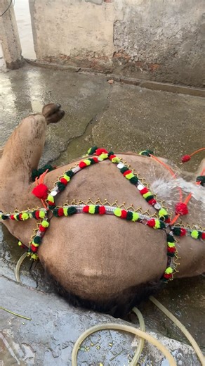 Celebrating Eid Ul Adha: The Significance of Qurbani