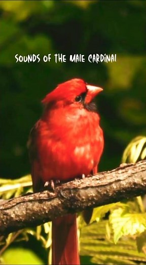 Majestic Cardinal Songs & Chirps | The Melodic Sounds of Red & Female Cardinals