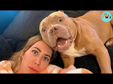 She fostered a pit bull. Two months later, her life fell apart.