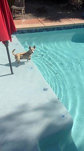 The mysterious Mer-dog!🧜‍♀️ | Penny Wiggins