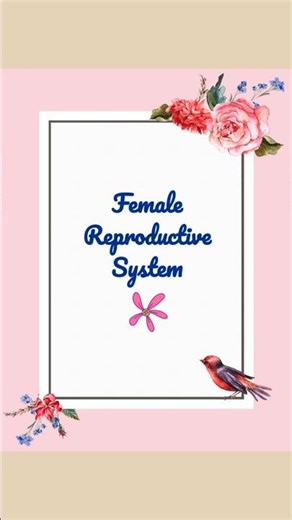 Female Reproductive System - External Genital Organs