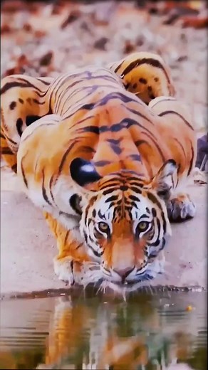 Edison Hong on TikTok