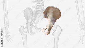 The hip bone is comprised of the three parts the ilium, pubis and ischium .