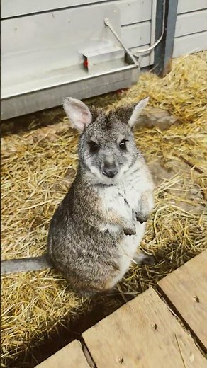Wallabies Meet Patagonian Maras (Cutest Exotic Animals!)