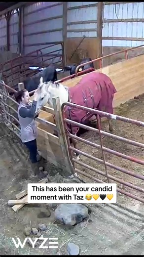 Mornin kisses with Taz 🥰 #oncamera #goodmorningkisses #goodmorning #wyze #yearling #buckskin #barnfinds #Taz | Annie