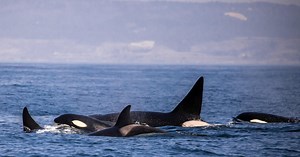 Are orcas coordinating attacks on boats?