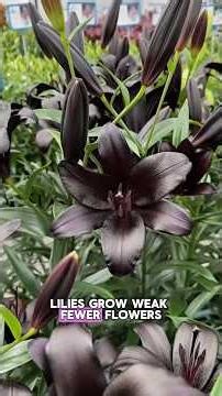 Lilium (Lily Flower) | Planting and Care Guide | 3 Rules for More Blooms
