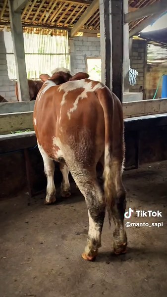 Peternakan Sapi Jumbo di Indonesia