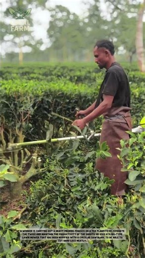 Industrial Tea Pruning Process | Efficient Garden Maintenance Tools