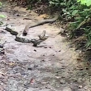 King cobra and reticulated python fight. Join us to get more information: Amazing Animals | Natural Animals
