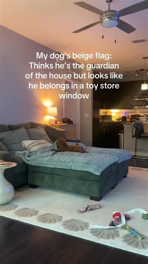 Leo the Cavapoo Puppy on Instagram: "Our little guard dog 🙂‍↕️ #cavapoo #cavapoopuppy #cavapoopuppies #cavapoosofinstagram #cavapoos"