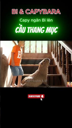 Capybara blocks the stairs - unexpectedly saves Bi from an unexpected accident 🏠🐹