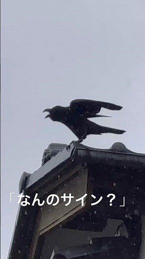 体を揺すり鳴くカラス…これは何かのサインかな？#カラスの鳴き声 2026 03 03