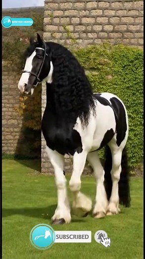 #crossbreed #Gypsian #friesian #gypsyvanner #beautiful #stallion #horseshorts #horsevideo #shorts