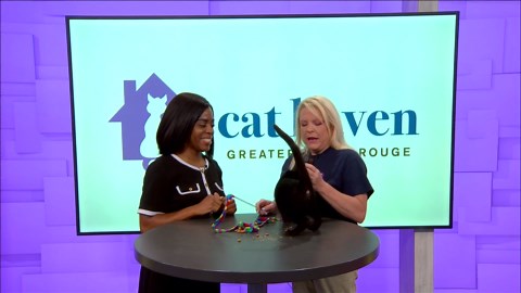 Whisker Wednesday: Little Bear up for adoption at Cat Haven