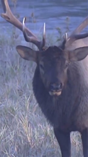 Elk in the Wild: Power and Survival