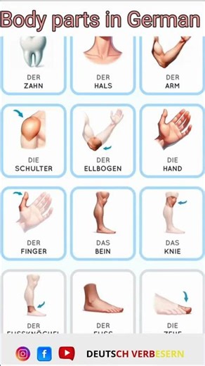 Body parts in German
