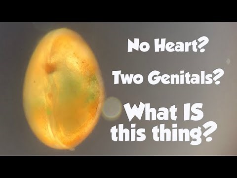 Unbelievable facts about SEED SHRIMP (AKA Ostracods)