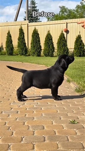 Labrador Puppy Before vs Now 🐾🐕‍🦺 #dog #puppy #labrador #goldenretriever #germanshepherd #pitbull