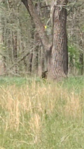 Bears spotted around the loop road