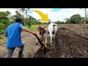 This is how we WORK in the FIELD/SOWING DAY