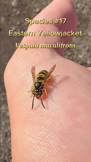Species #17: Eastern Yellowjacket