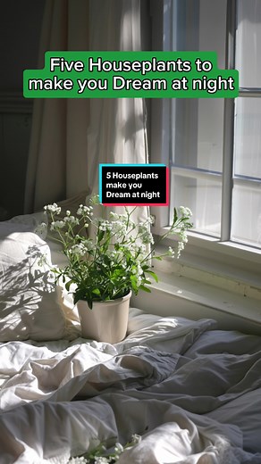 5 Houseplants for Better Sleep and Relaxation