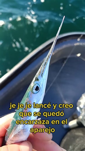 Tienda y chárter pesca Galicia | Lubina y más on Instagram: "🎣 ¡ORGANIZAMOS TUS SALIDAS DE PESCA! 🐟⚓ En este vídeo acabamos de coger una aguja (Belone belone) con la metralleta, aunque creemos que se enredó al lanzar y por eso quedó cogida por el cuerpo, no por picada directa. La aguja es un pescado con un sabor muy intenso y también con un olor bastante fuerte, algo muy característico de esta especie. Uno de los detalles más curiosos es que tiene la espina de color azul, algo que siempre llam