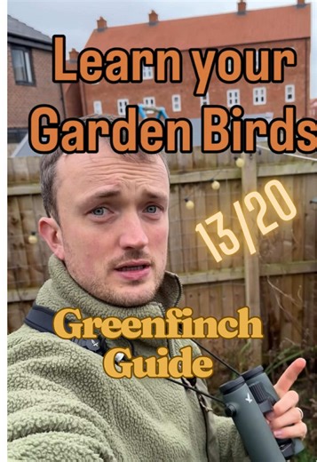 Spotting Greenfinches During the Big Garden Birdwatch