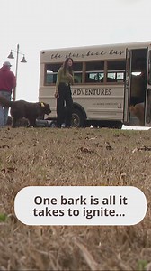 Rescue bus helps shelter dogs find forever homes