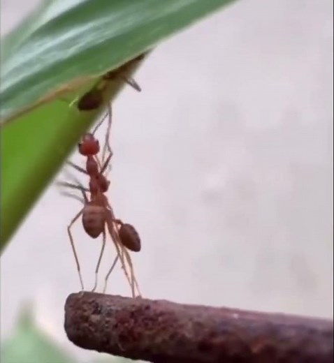 sad ant meme