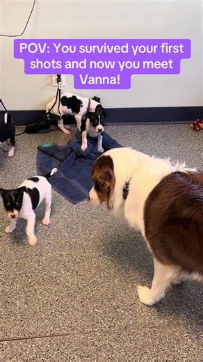 Puppies' First Vet Visit and Meeting Vanna