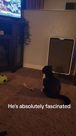 The_Chowder_Life on TikTok